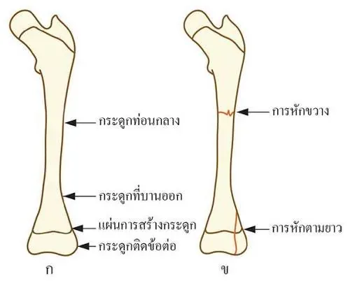 วัยแรกรุ่นส่งผลต่อการเจริญเติบโตของกระดูกอย่างไร?