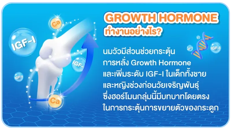 แผนภาพอธิบายการทำงานของ Growth Hormone, IGF-1 และแคลเซียม (Ca)